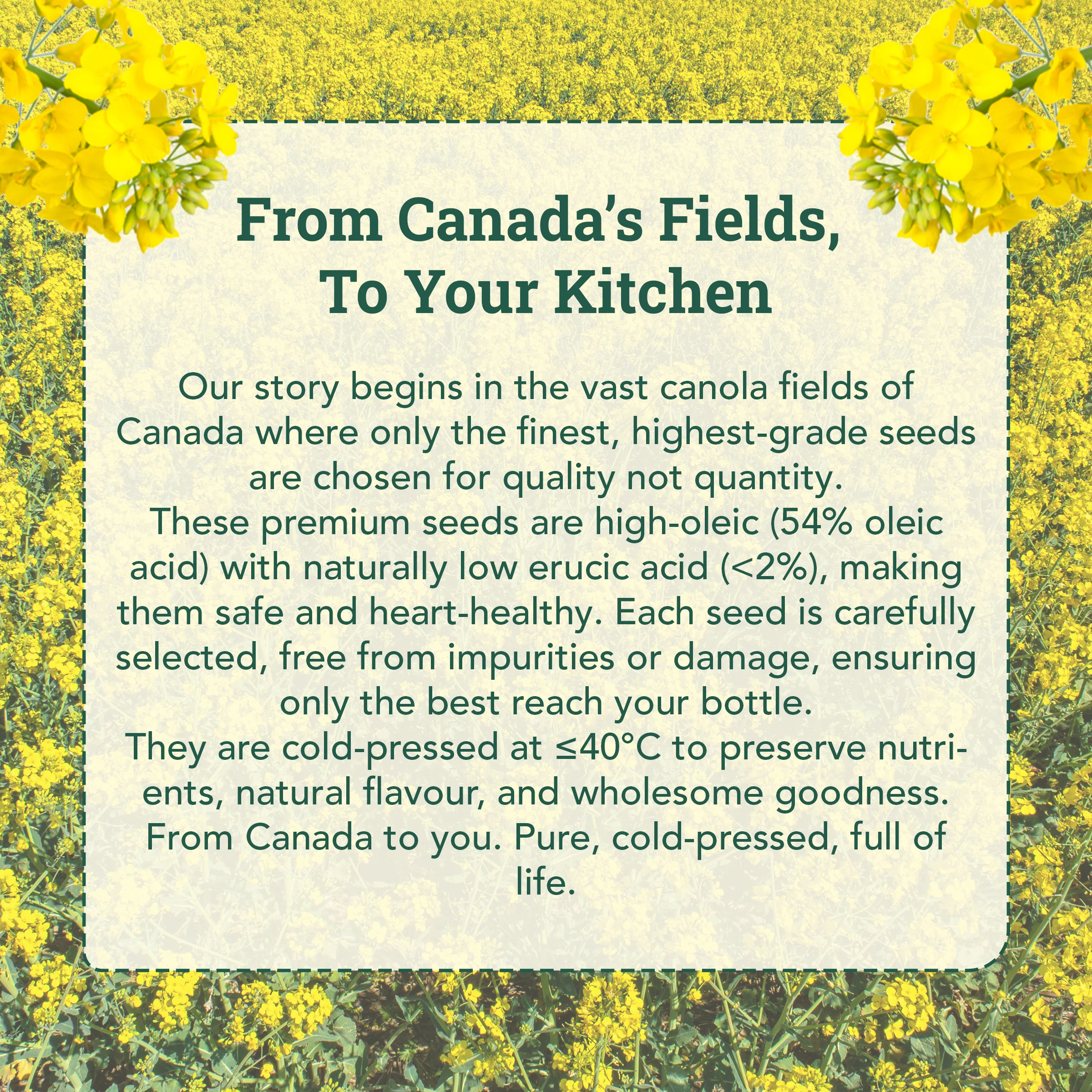Cold-Pressed Canola Oil - Image 6