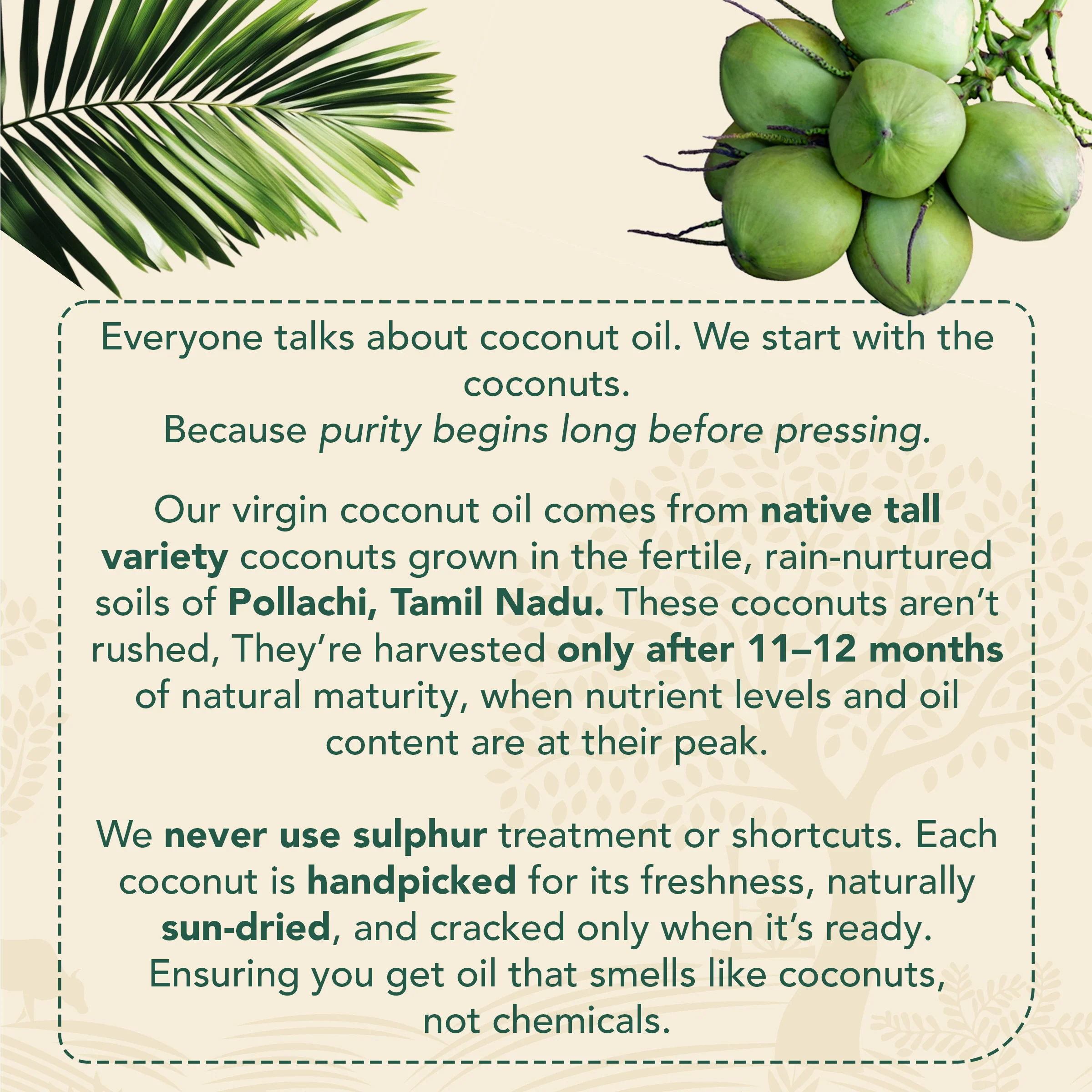 Cold-pressed Virgin Coconut Oil - Image 6