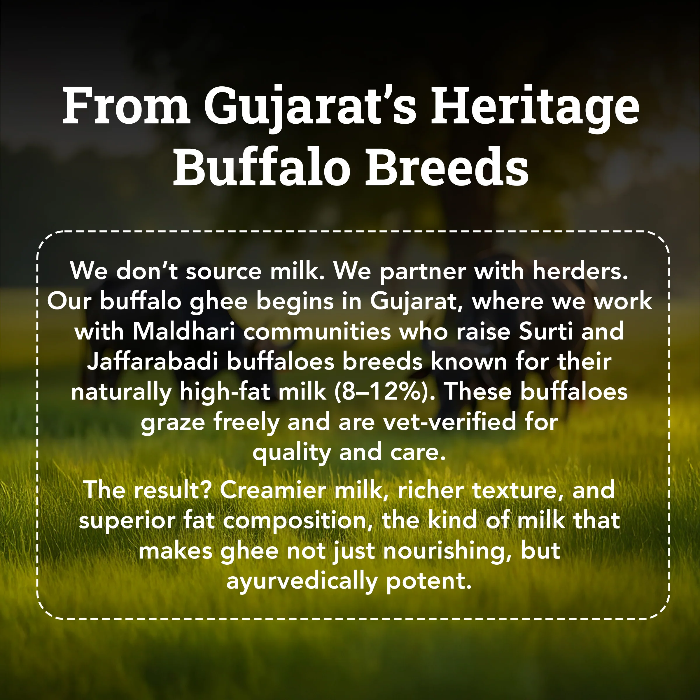 Bilona-Churned Desi Buffalo Ghee - Image 6